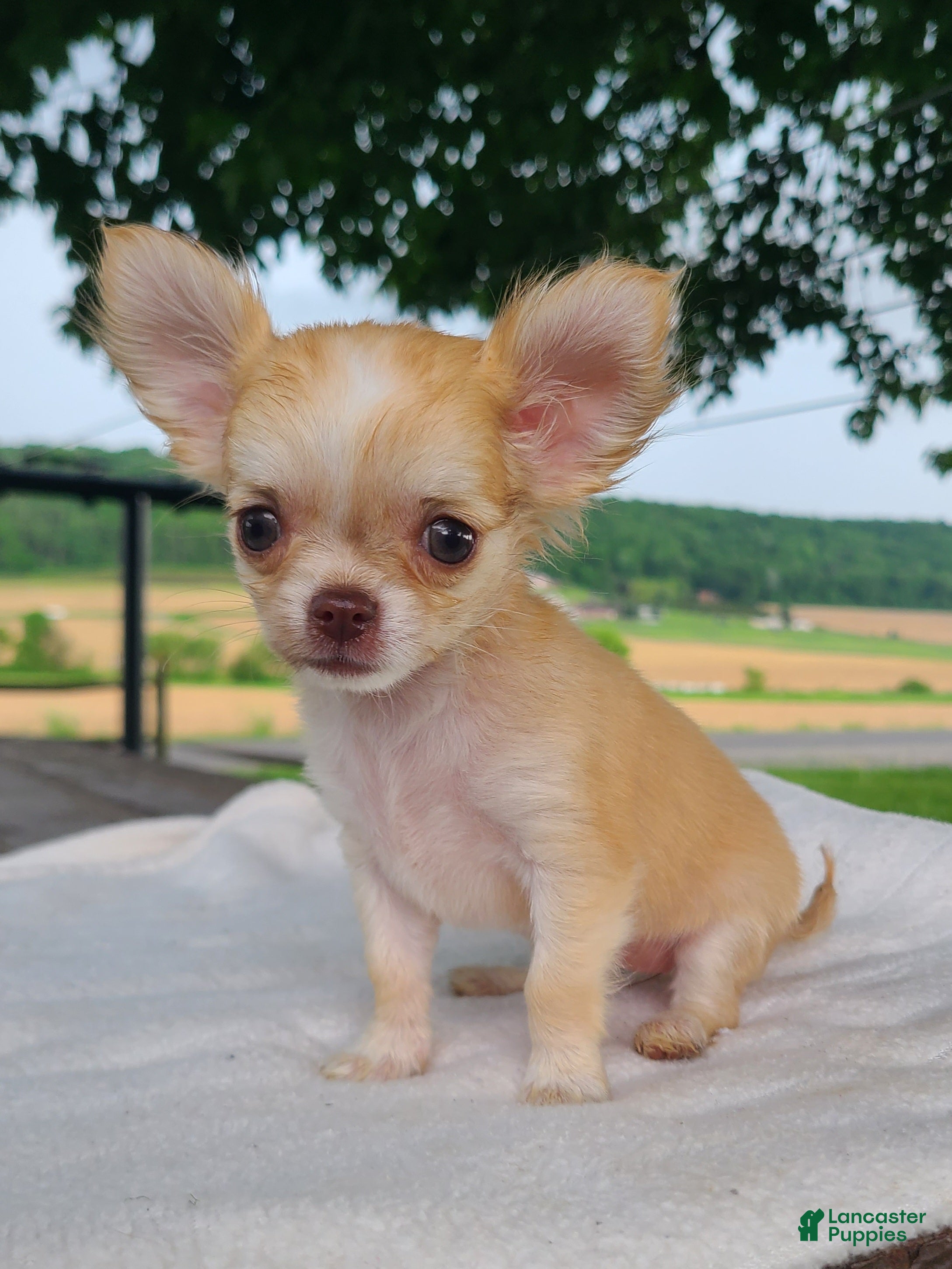 Chihuahua dogs Hibiscus - Ad 1