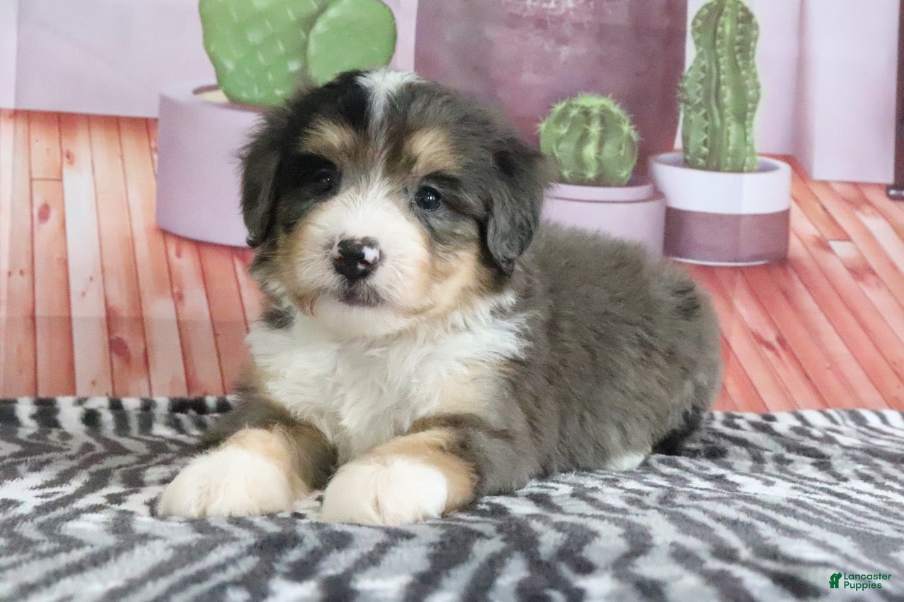 Mini Bernedoodle dogs Samson - Ad 2