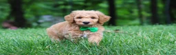 Standard Poodle dogs for sale: Leo - Ad 1