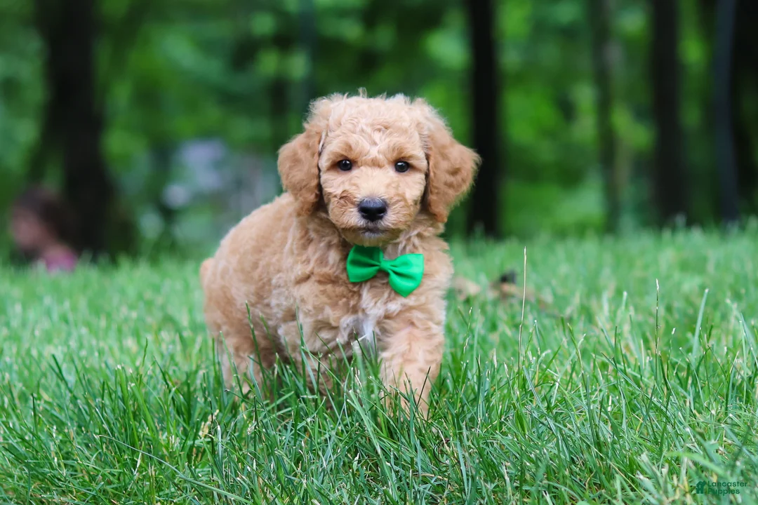 Standard Poodle dogs for sale: Leo - Ad 1