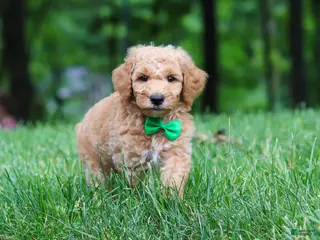 Standard Poodle dogs for sale: Leo - Ad 1