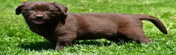 Labrador Retriever dogs for sale: Libby - Ad 9