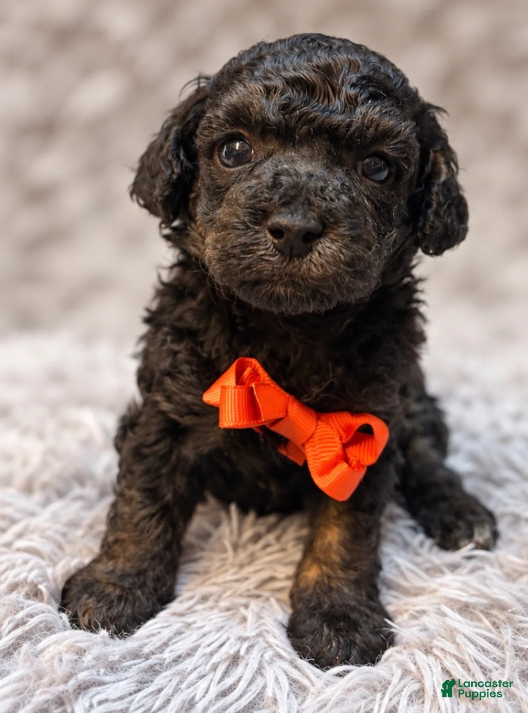 Toy Poodle dogs for sale: Ducky  - Ad 1