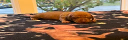 Dachshund dogs for sale: Jaz  - Ad 4