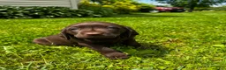 Labrador Retriever dogs for sale: Pascal - Ad 4