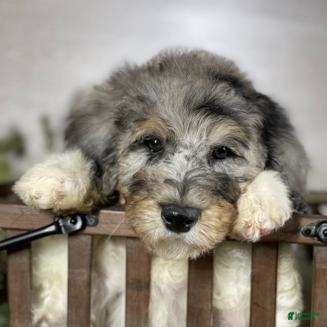 Gallery Image {{count}}