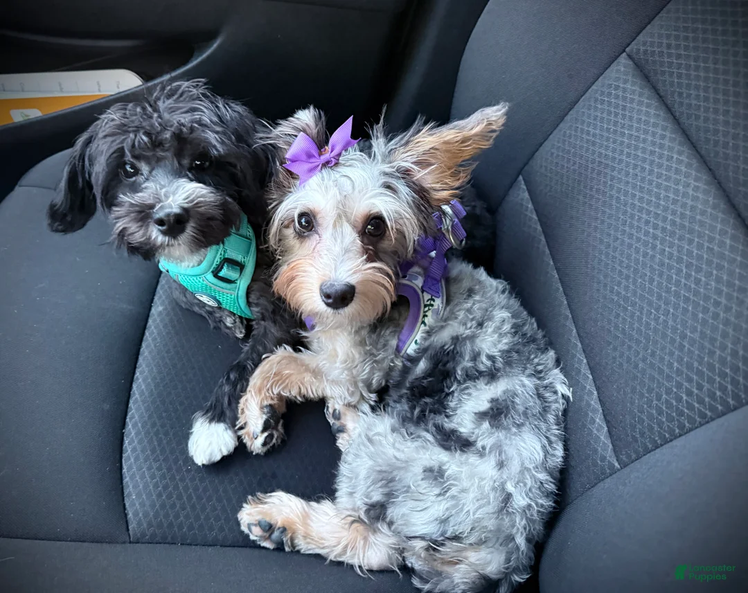 Yochon dogs for sale: Morty - Ad 5