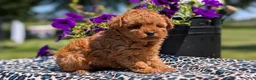 Toy Poodle dogs for sale: Max - Ad 4