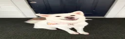 Akita dogs for sale: Victory  - Ad 3