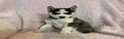 Siberian Husky dogs for sale: Princess Nyla - Ad 1