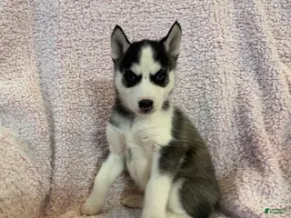 Siberian Husky dogs Princess Nyla - Ad 31