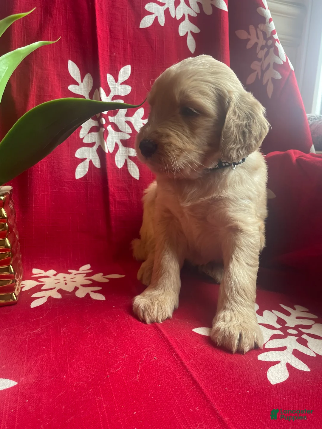 Goldendoodle dogs for sale: Goldendoodle Puppy 6 - Ad 2