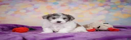 Maltipoo dogs for sale: Woody - Ad 4