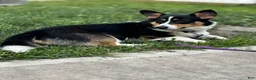 American Corgi dogs for sale: Darcy - Ad 2