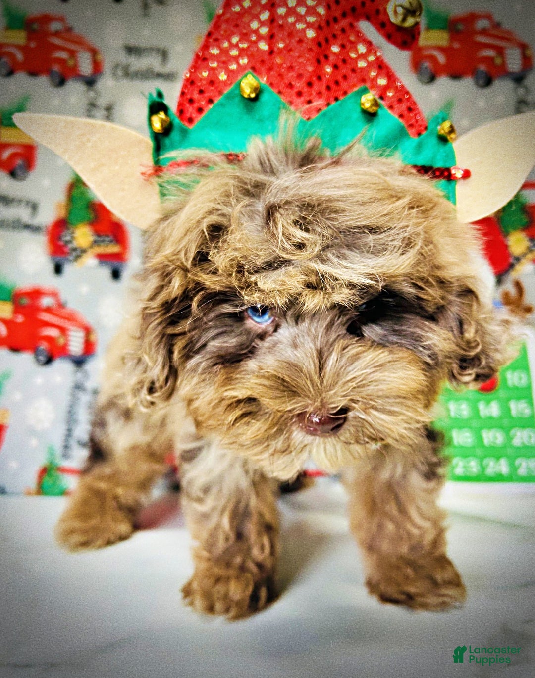 Havapoo dogs for sale: Yoda - Ad 4