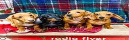 Miniature Dachshund dogs for sale: Xander - Ad 20