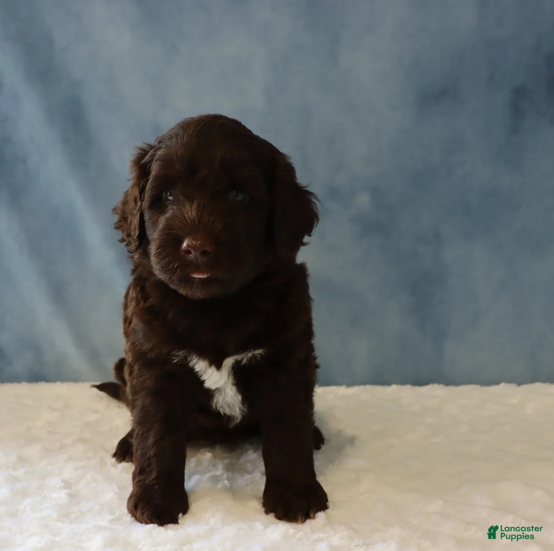 Portuguese Water Dog dogs for sale: Skyler - Ad 2