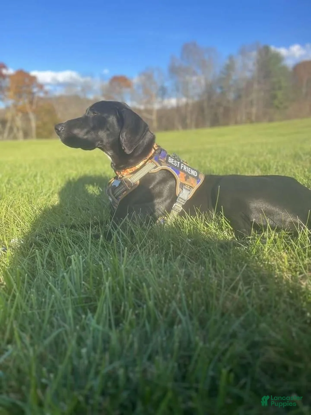 Great Dane dogs for sale: Great Dane Puppy 4 - Ad 2