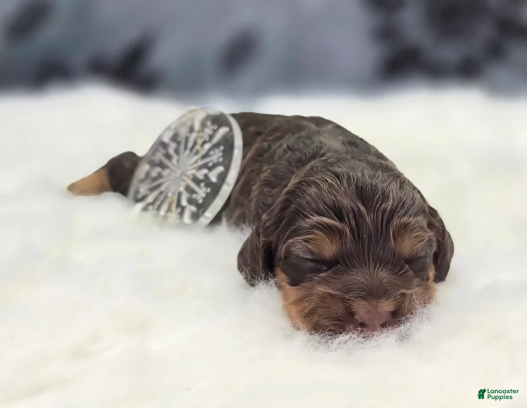 Cockapoo dogs for sale: Castor - Ad 5