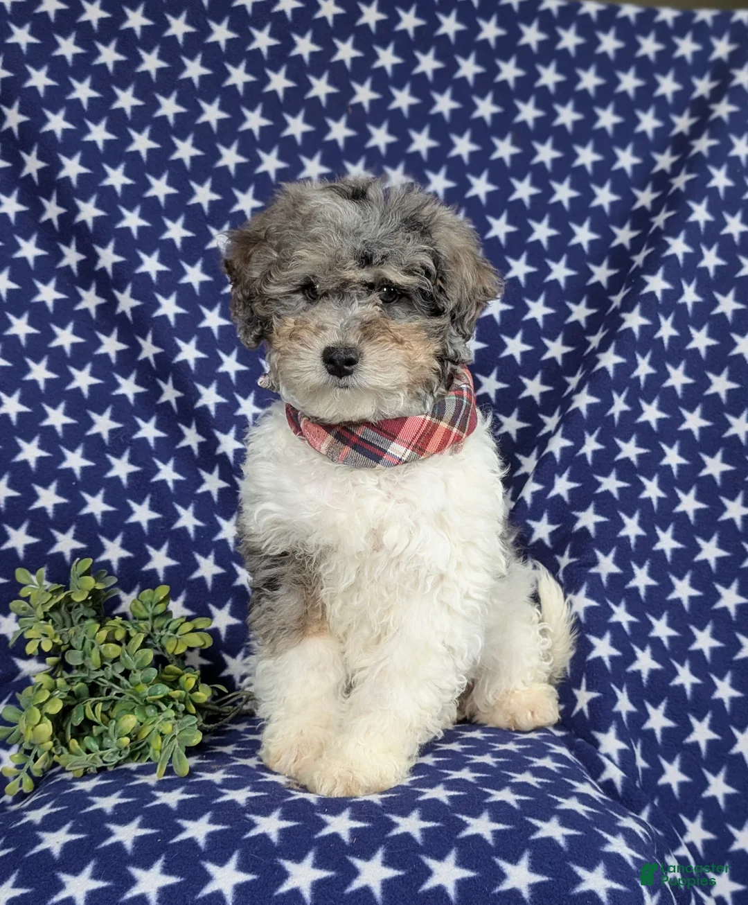 Mini Bernedoodle dogs for sale: Armondo Hypoallergenic  - Ad 3