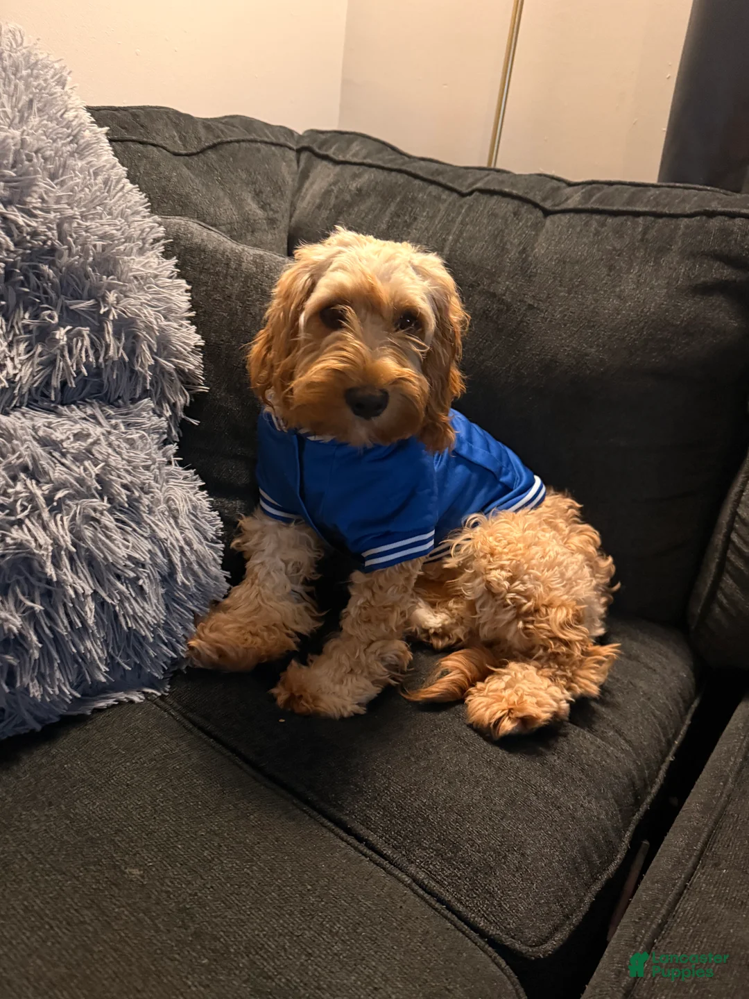 Cockapoo dogs for sale: Cockapoo Puppy 1 - Ad 1