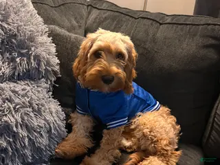 Cockapoo dogs Leo - Ad 12