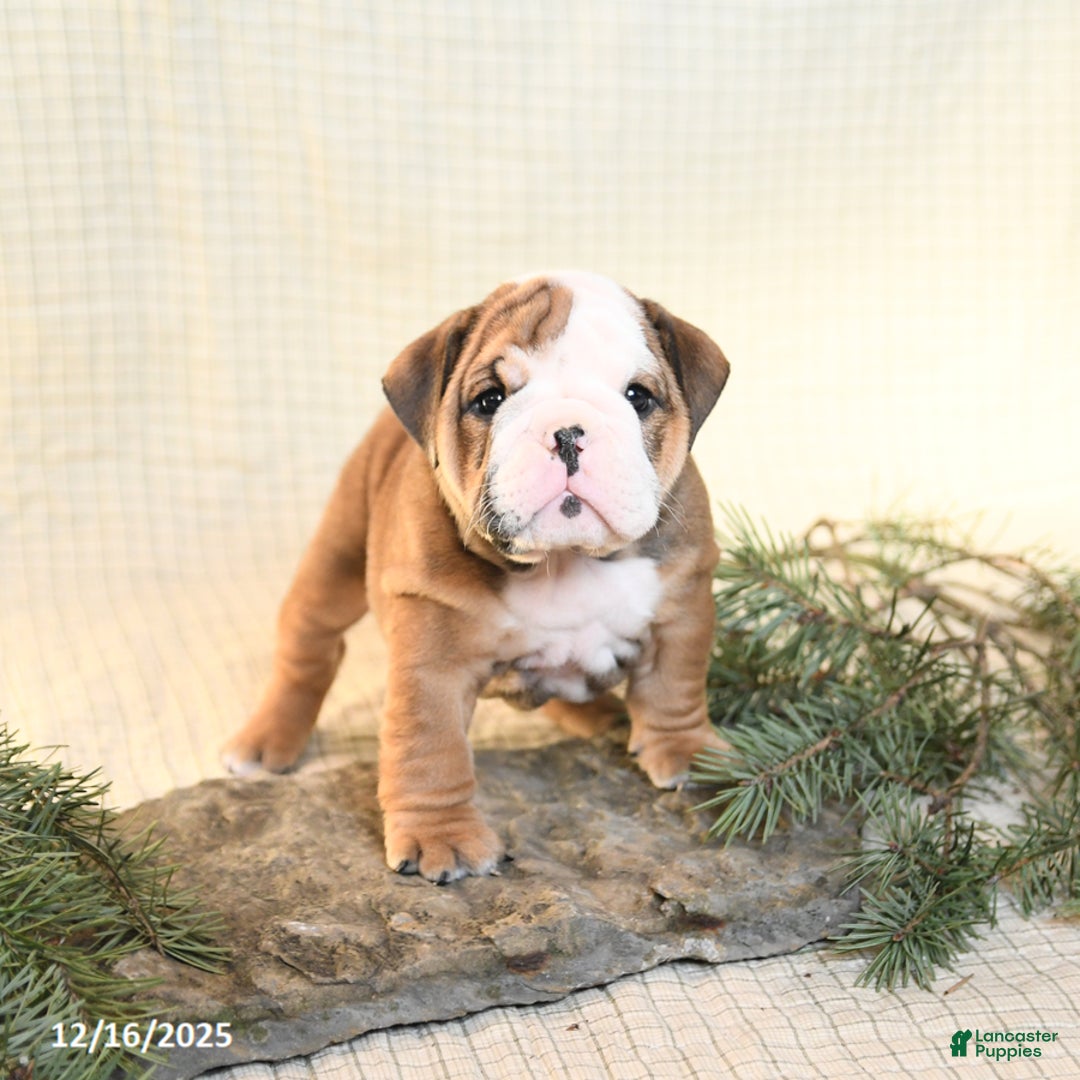 English Bulldog dogs for sale: Snowflake - Ad 3