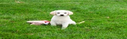 Labrador Retriever dogs for sale: Whitney  - Ad 2