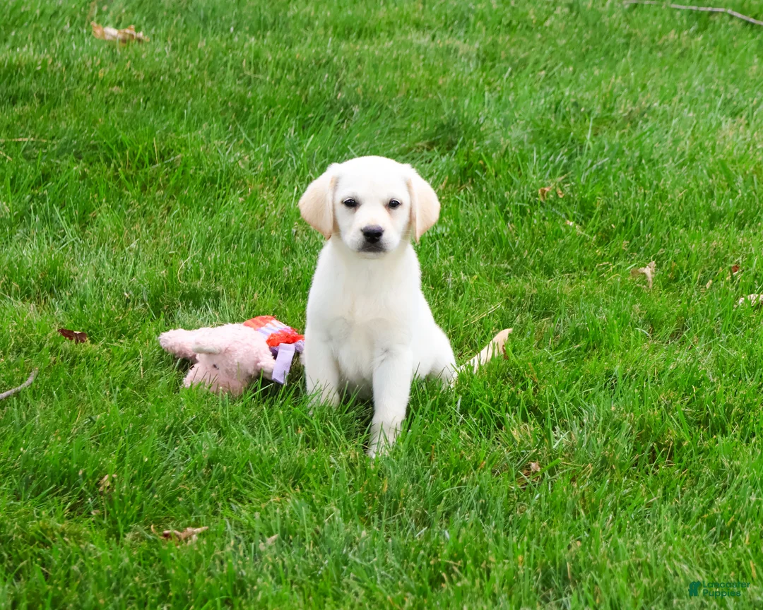 Labrador Retriever dogs for sale: Whitney  - Ad 2
