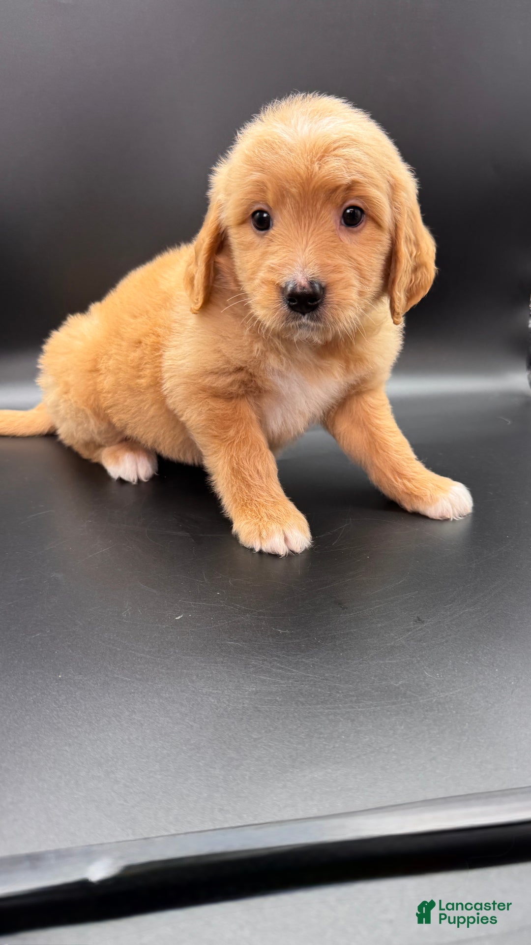 Mini Goldendoodle dogs for sale: Loki F one - Ad 3