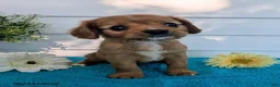 Cavalier King Charles Spaniel dogs for sale: Levi - Ad 2