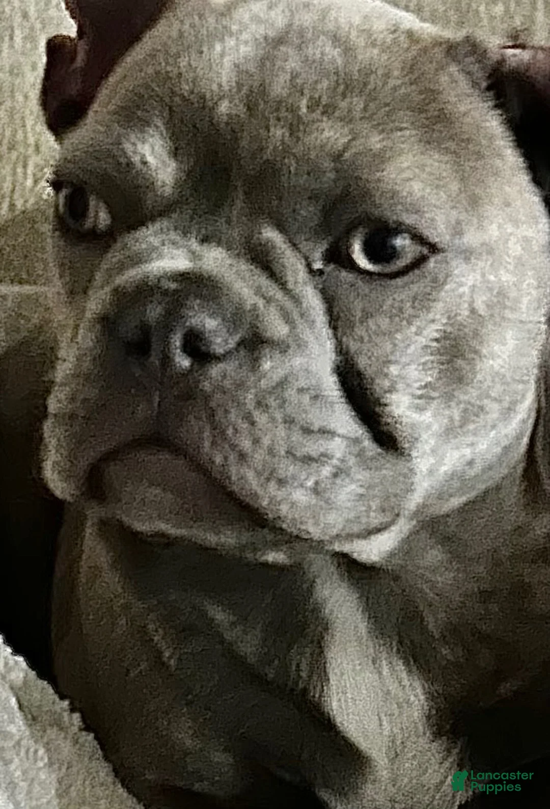 French Bulldog dogs for sale: French Bulldog 2 - Ad 11