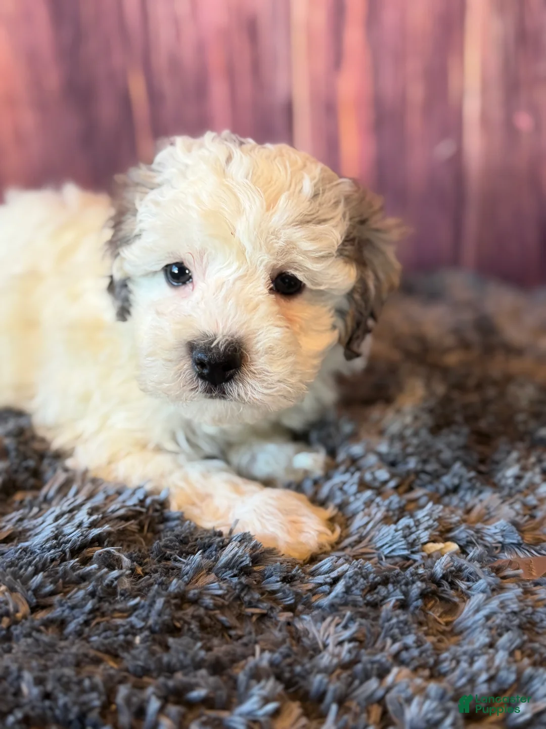 Maltipoo dogs for sale: Sawyer - Ad 1