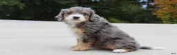 Mini Bernedoodle dogs for sale: Penny  - Ad 4