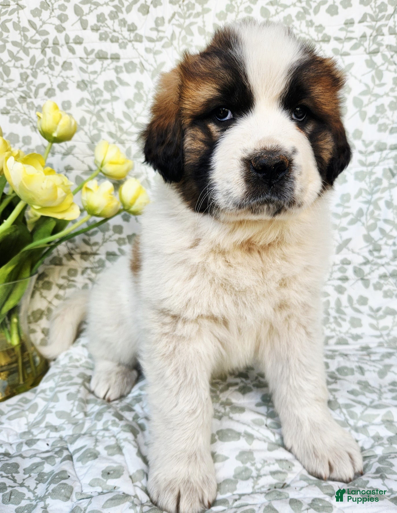 Mixed Breed dogs Roscoe - Ad 1