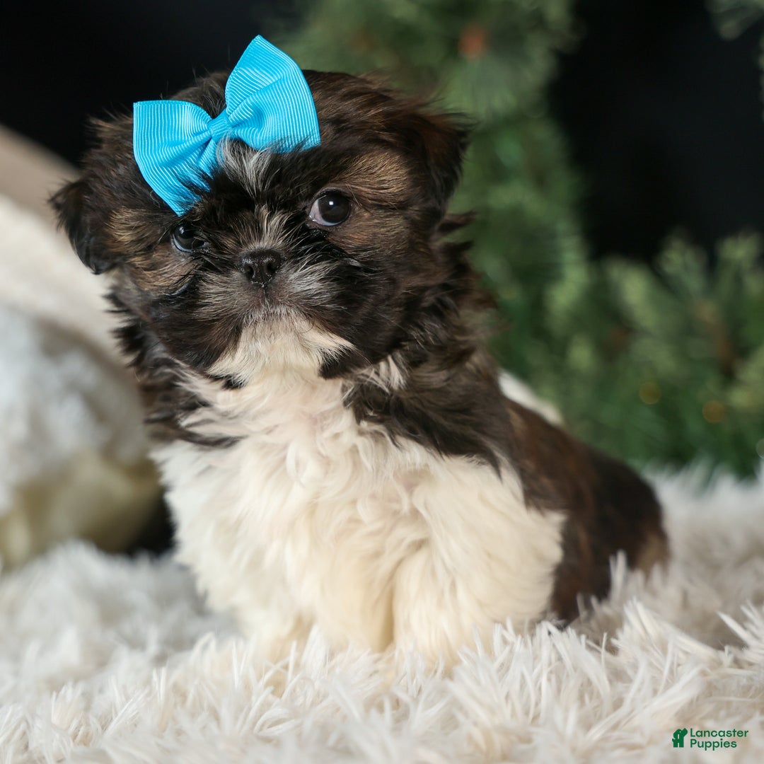 Shih Tzu dogs for sale: ROSCOE - Ad 5