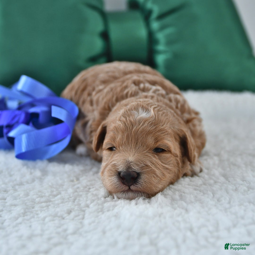 Mini Goldendoodle dogs for sale: Peanut  - Ad 1