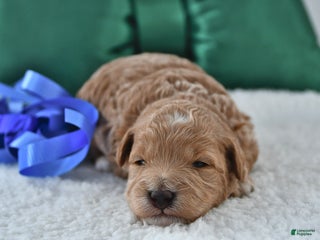 Mini Goldendoodle dogs Peanut - Ad 29