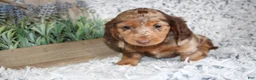 Dachshund dogs for sale: HARLEY - Ad 2