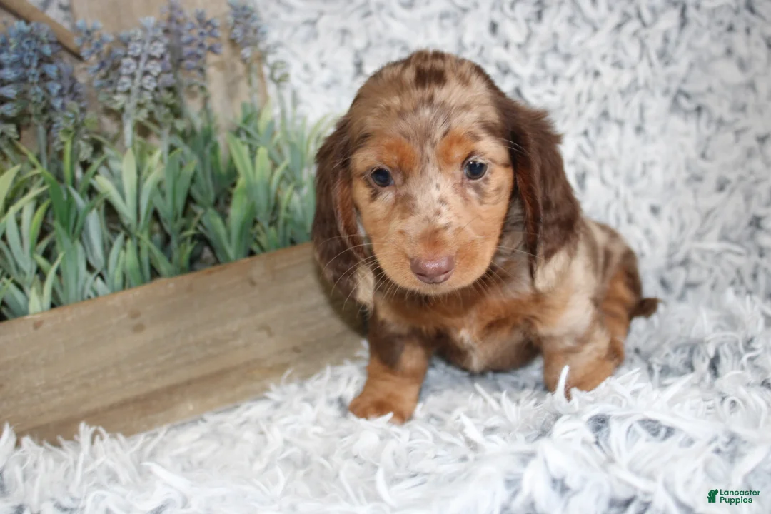 Dachshund dogs for sale: HARLEY - Ad 2