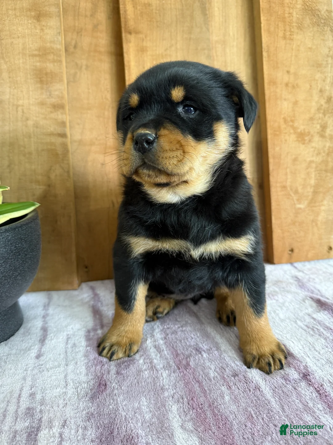 Rottweiler dogs for sale: London - Ad 8