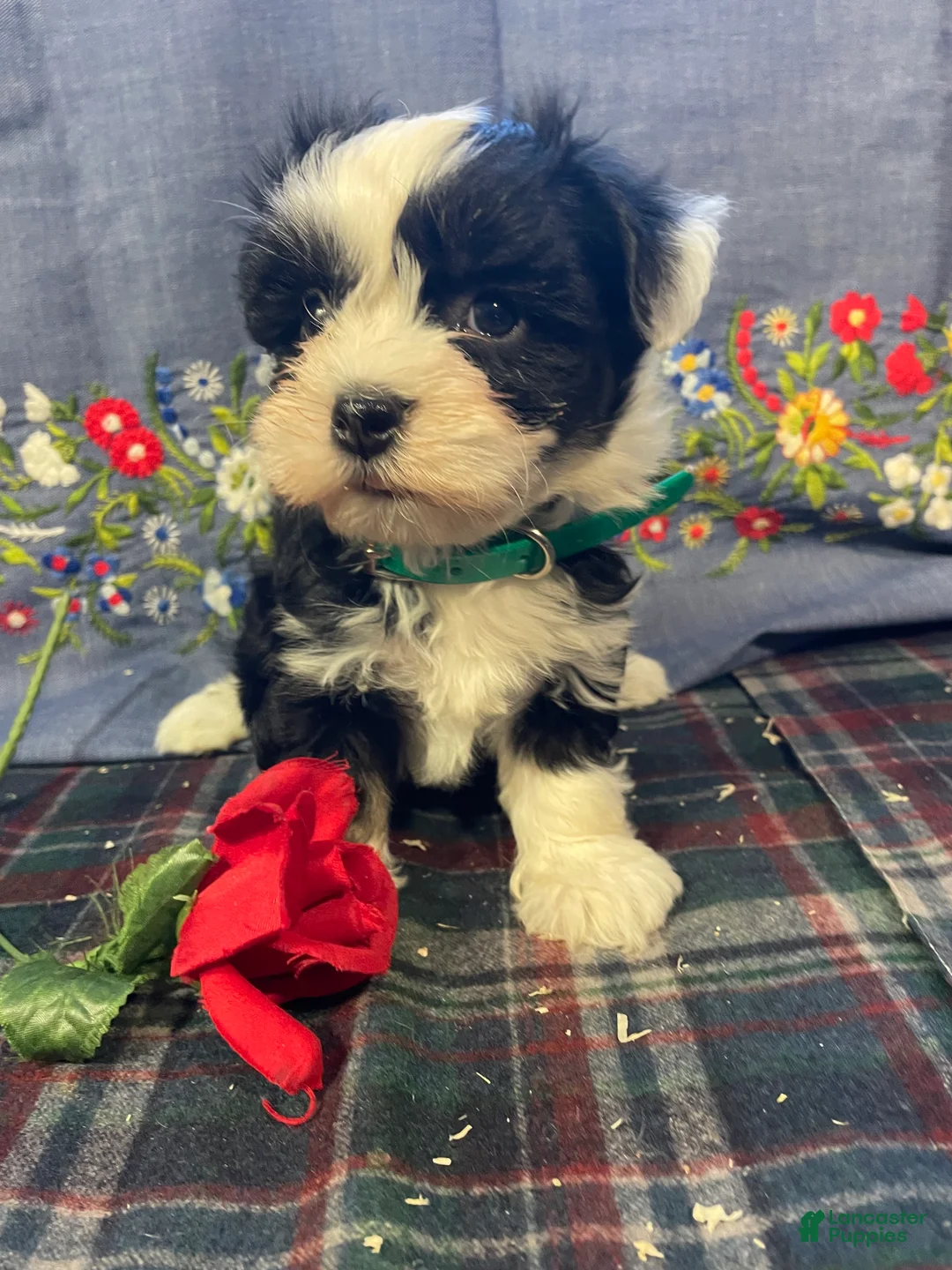 Havanese dogs for sale: Ziggy - Ad 3