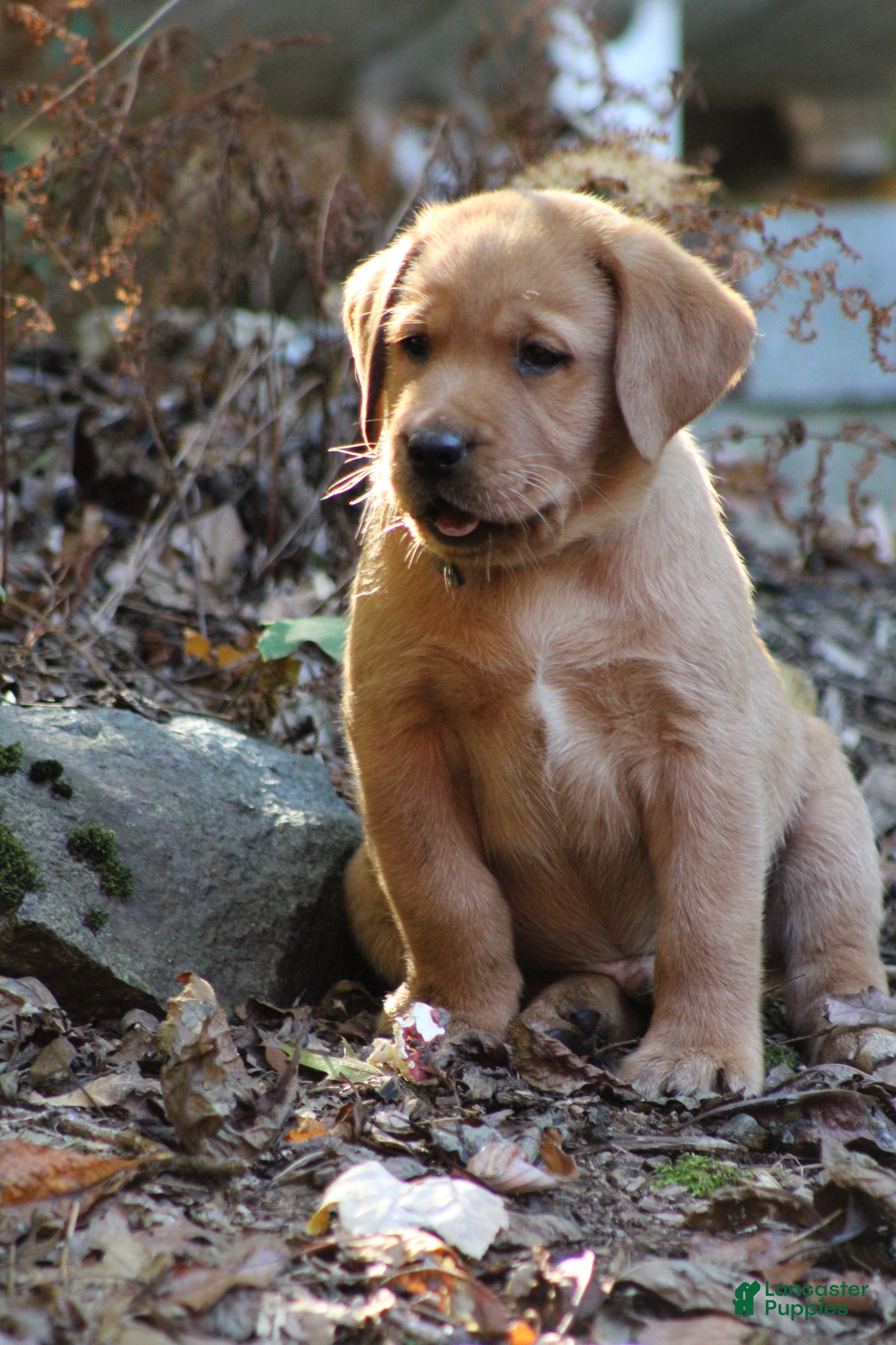 Labrador Retriever dogs Rex - Ad 2