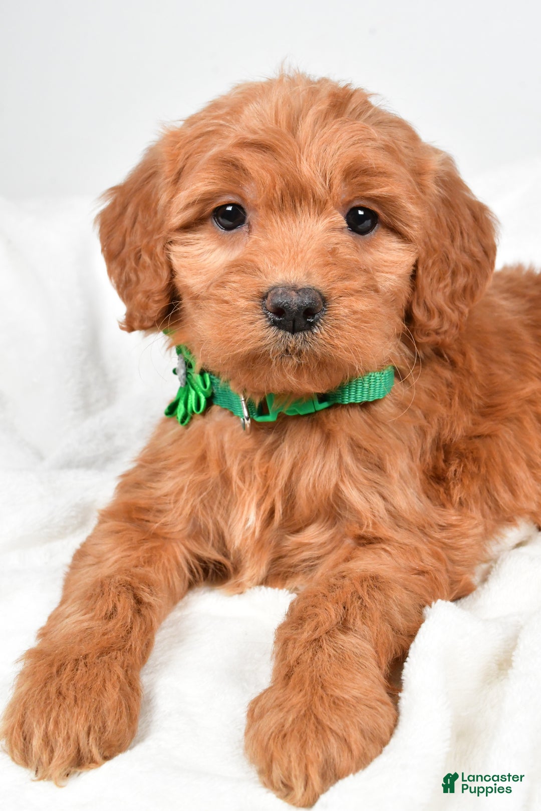 Mini Goldendoodle dogs for sale: Biff - Ad 6