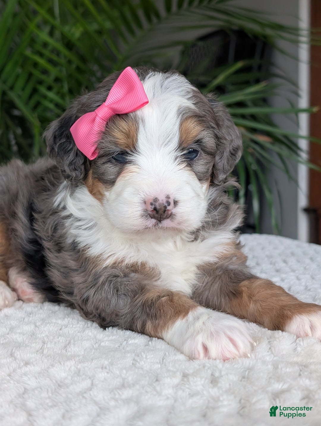 Mini Bernedoodle dogs for sale: Mini Emmie  - Ad 6