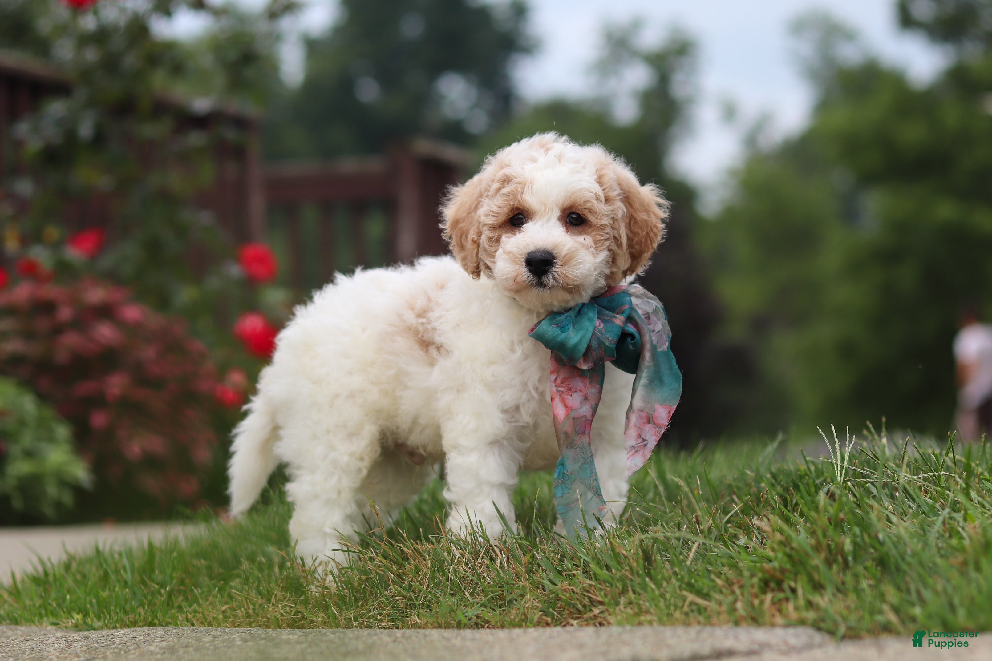 Bichpoo dogs Leo - Ad 1