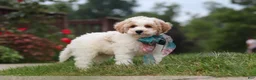Bichpoo dogs for sale: Leo - Ad 1