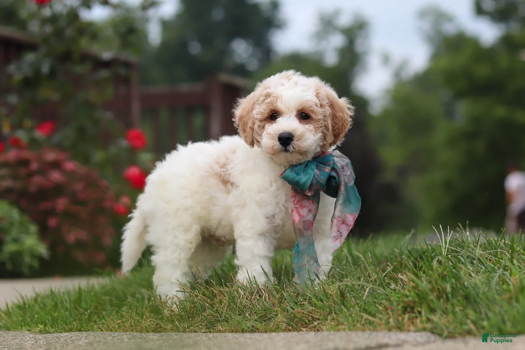Bichpoo dogs for sale: Leo - Ad 1
