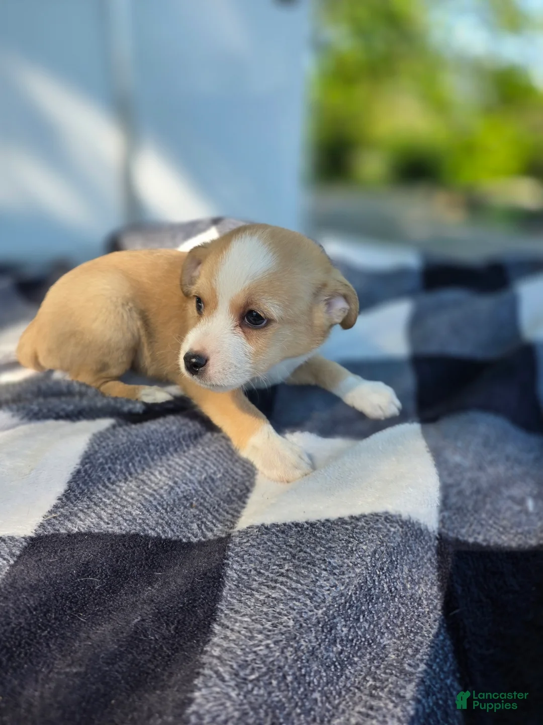 Chihuahua dogs for sale: Chihuahua Puppy 5 - Ad 1