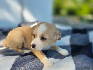 Chihuahua dogs Chihuahua Puppy 5 - Ad 35